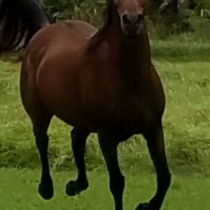 Meet your Posher, Husam